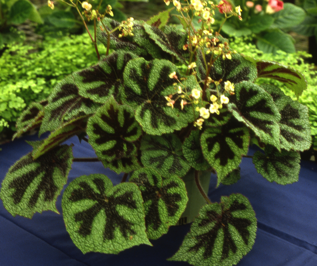 B. masoniana